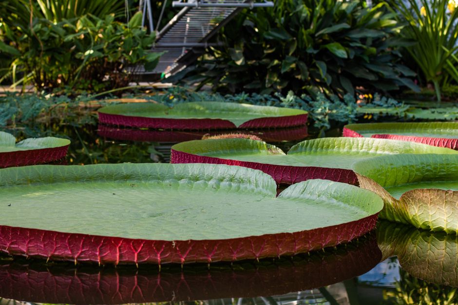 Lirios de agua Victoria iluminados por el sol con grandes almohadillas verdes flotando en un exuberante estanque tropical.