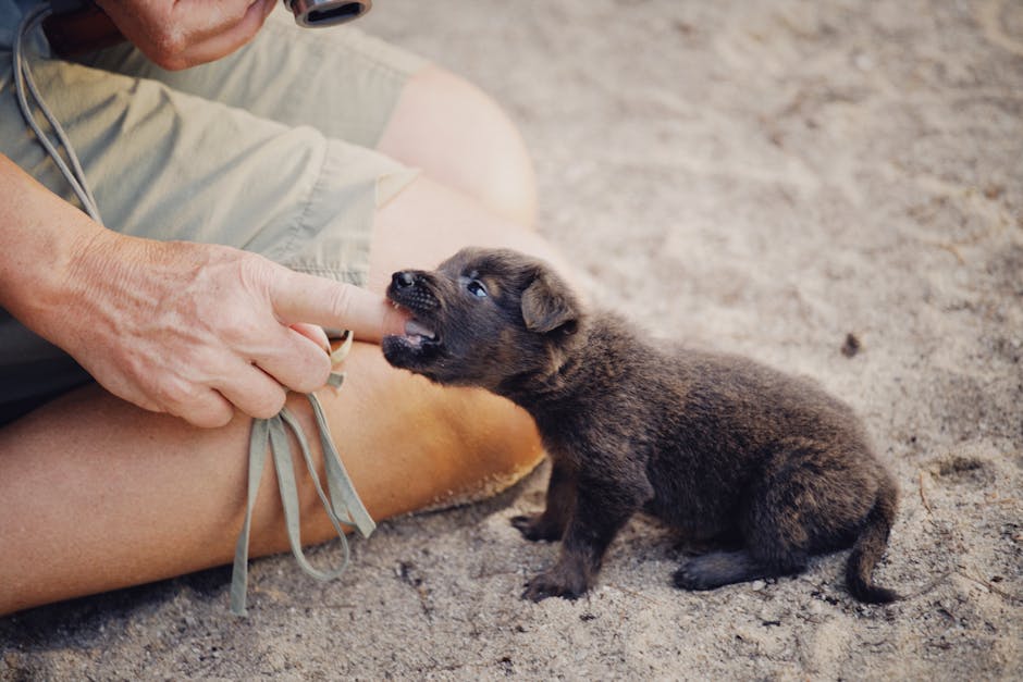 Fotos de stock gratuitas de adorable, afecto, al aire libre