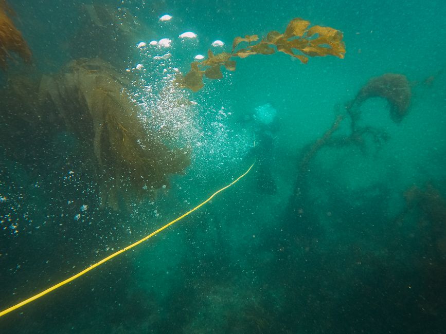 El buceador libera burbujas mientras explora entre densa algas submarinas con una cuerda guía.