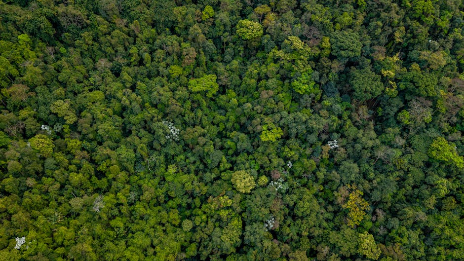 Impresionante toma aérea de la exuberante selva tropical de Río de Janeiro, que muestra una vegetación vibrante y densa.