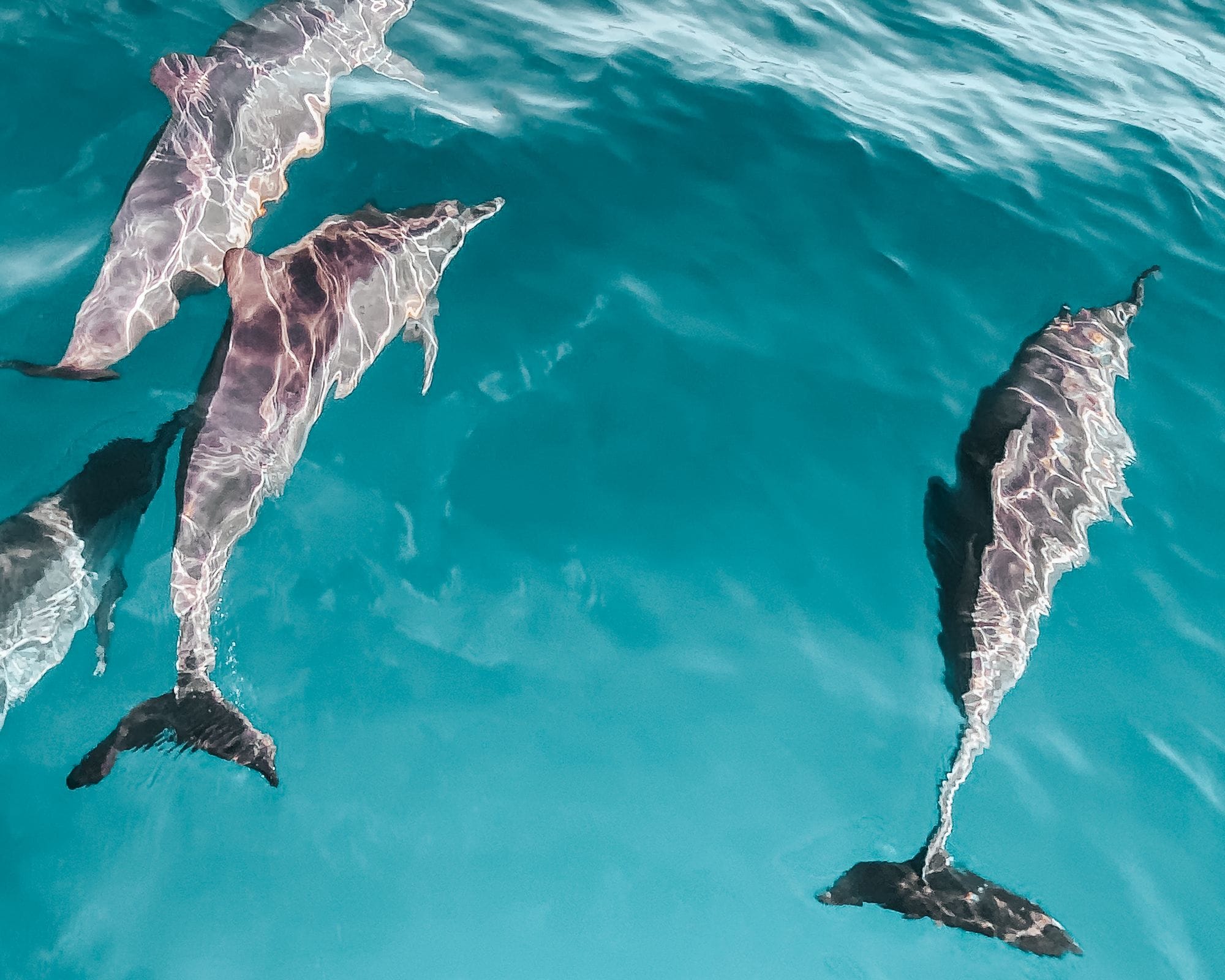 Delfines cazan con conchas; una cría recoge la de su madre