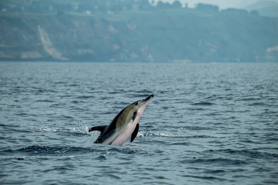 Un delfín salta con gracia fuera del océano cerca de una costa pintoresca.