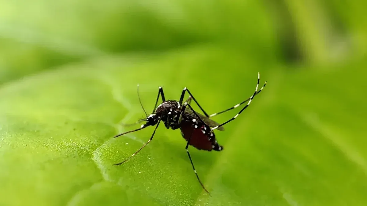 Dengue en Florida: Hillsborough concentra 223 casos