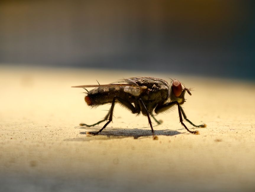 Foto macro detallada de una mosca doméstica (Musca domestica) sobre una superficie clara con fondo desenfocado.