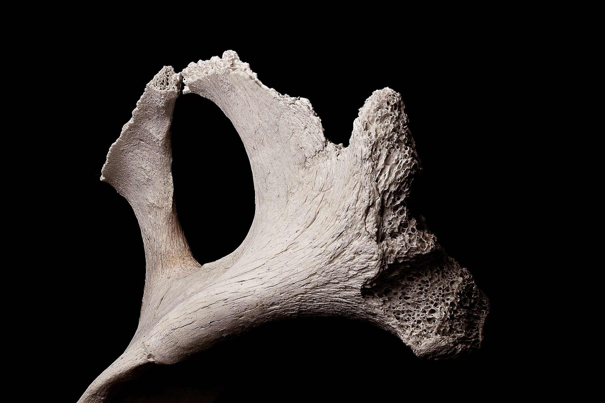 Denisovanos de hasta 1.90 m: de 160,000 a 45,000 años