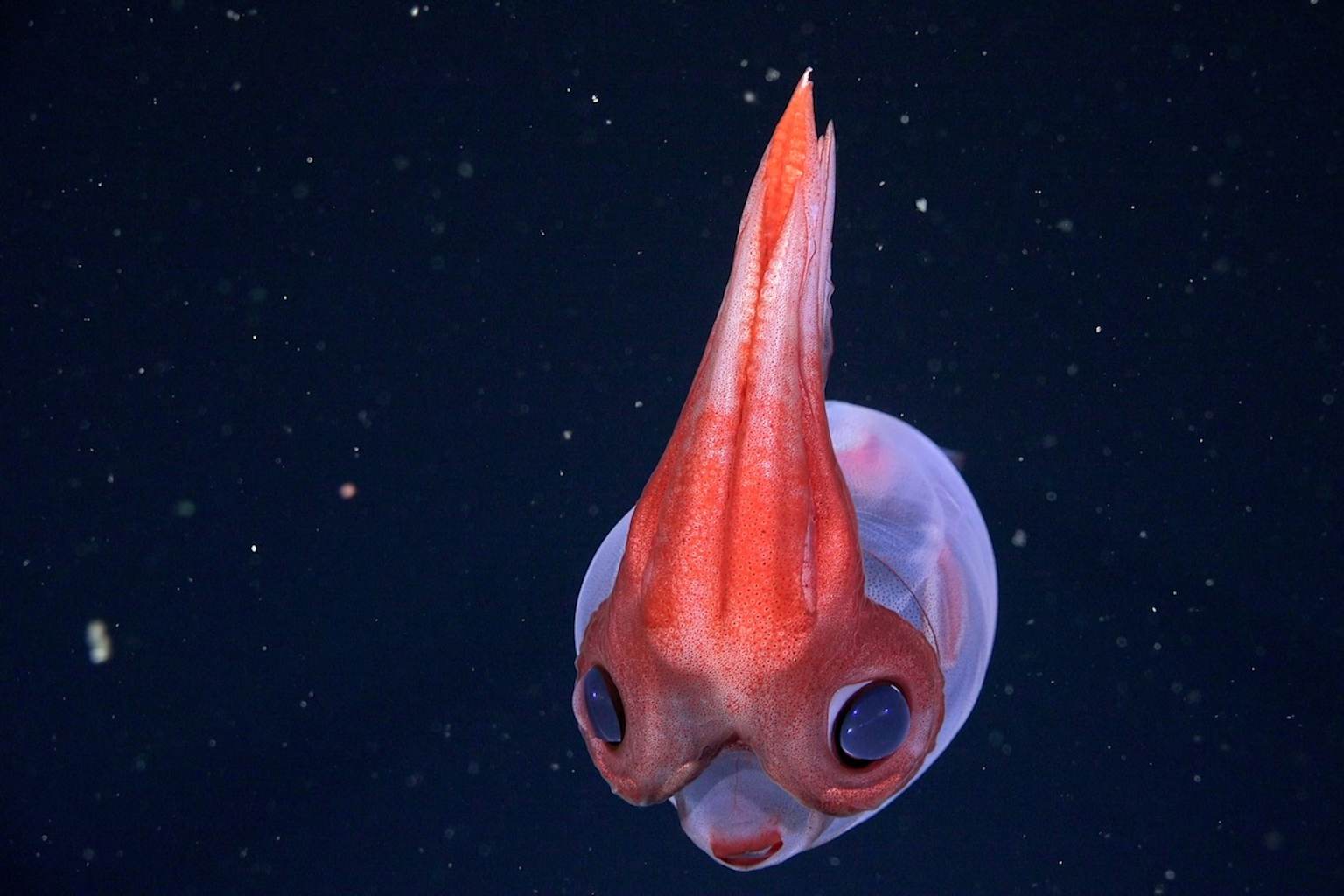 Descubren cómo los mecanotipos definen la forma animal