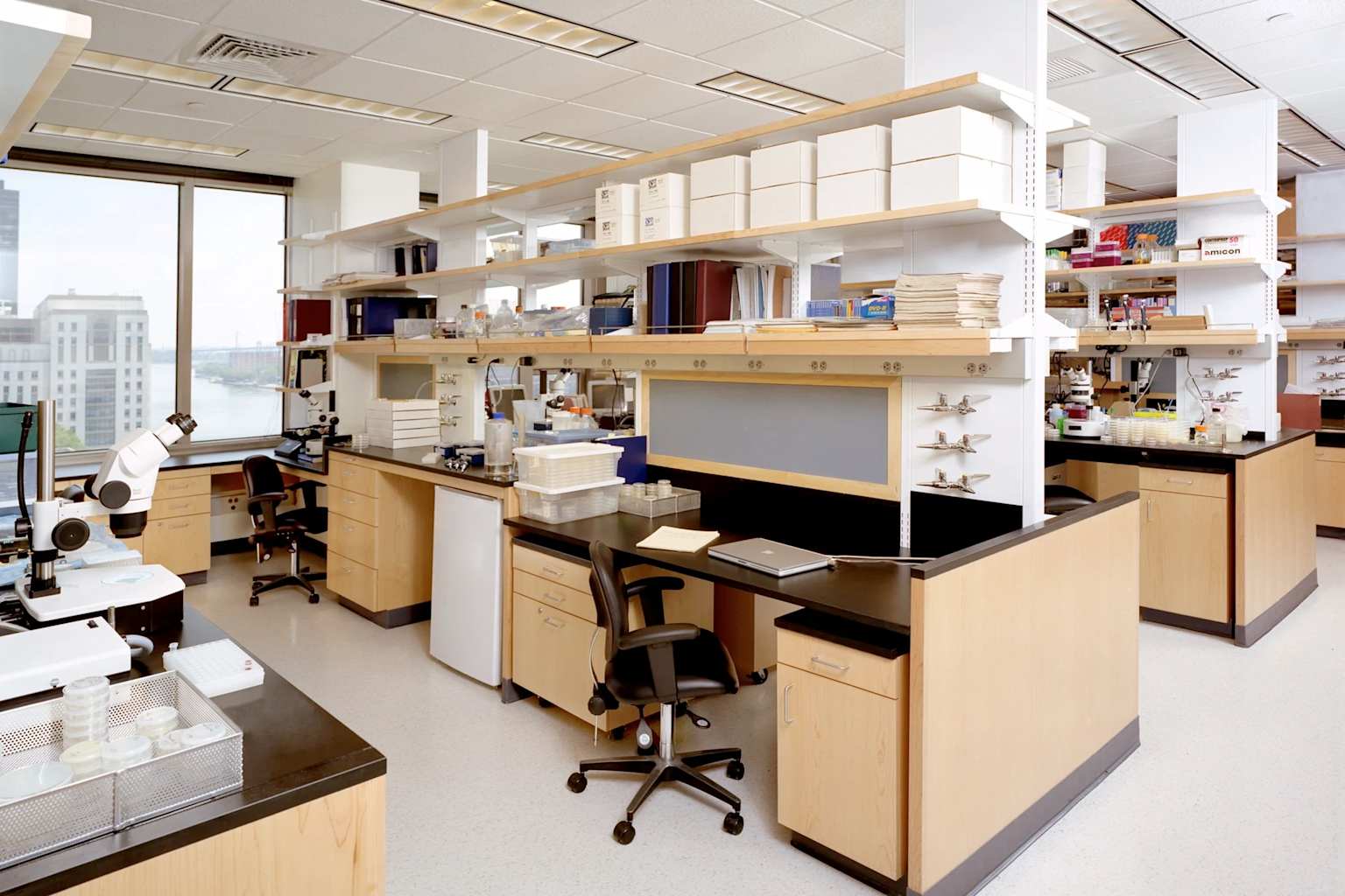 Descubren temporizador de ADN en la inflamación crónica