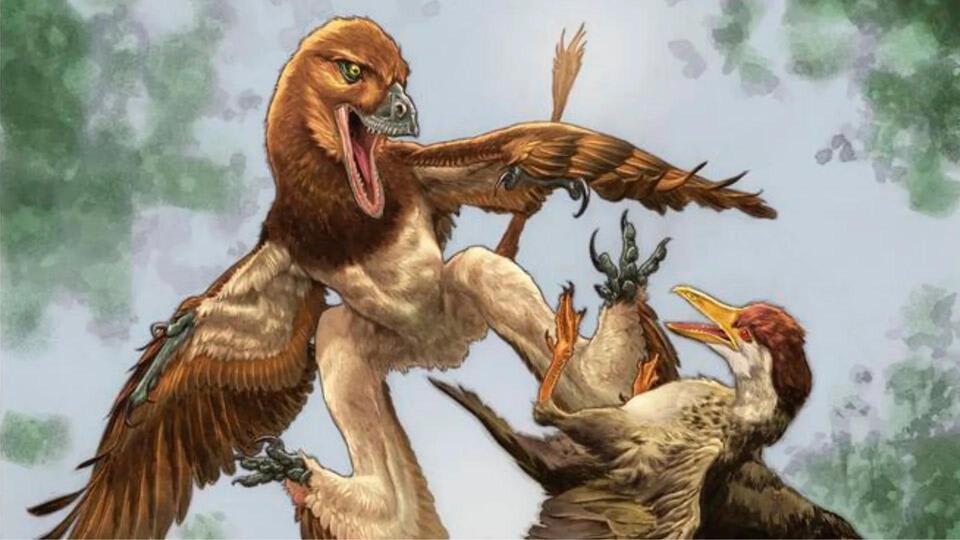 Descubren un nuevo dinosaurio de cuatro alas en China
