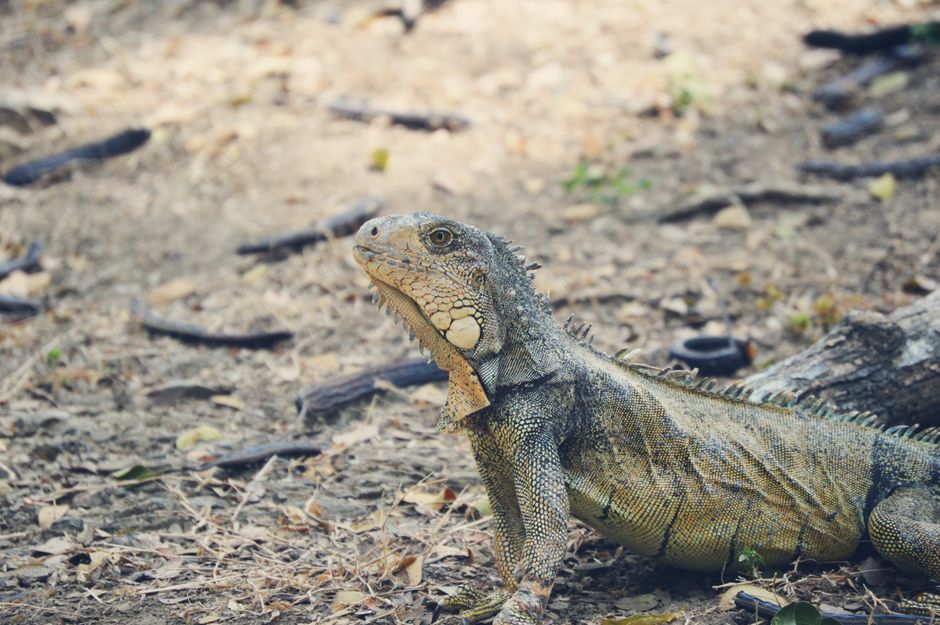 Lagarto Verde Junto A La Pieza De Madera