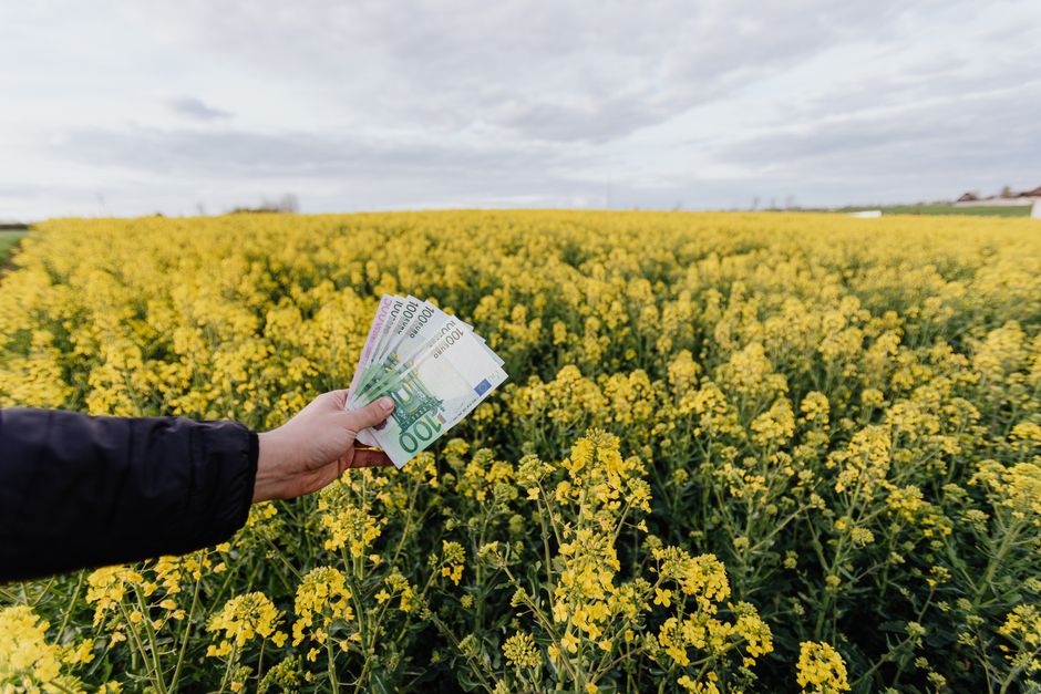 Mano sosteniendo billetes de Euro sobre un vibrante campo de colza, representando la inversión agrícola.