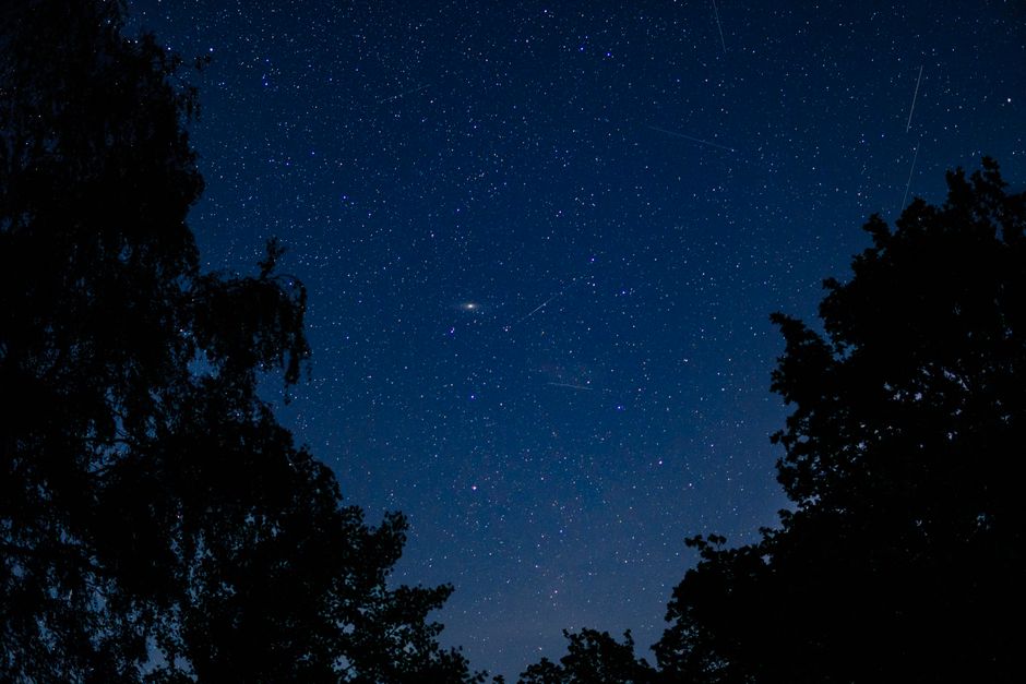 Un vívido cielo nocturno estrellado con siluetas de árboles, perfecto para los amantes de la naturaleza.
