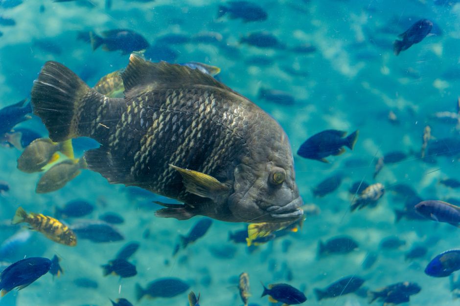 Un pez grande nada entre peces más pequeños en un entorno vibrante de acuario, mostrando la vida acuática.