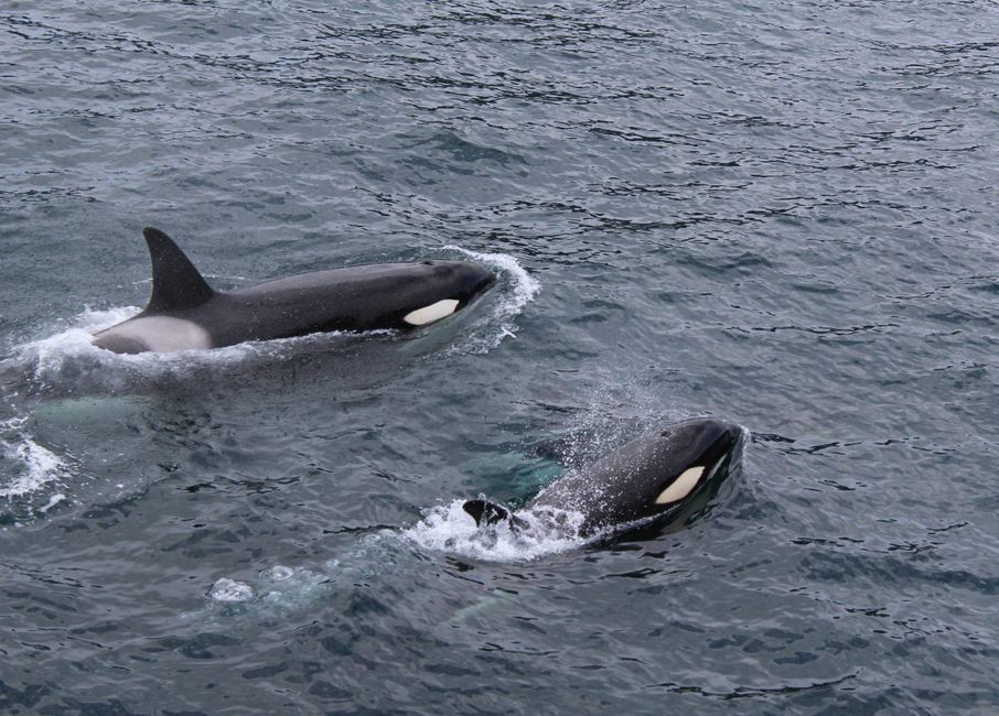 Dos orcas nadando con gracia en el Océano Pacífico, Alaska.