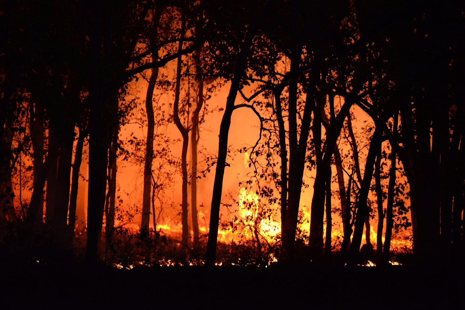 El 84% de las especies vulnerables sufrirán más incendios en 2100