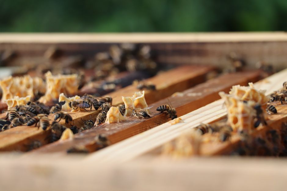 Imagen vibrante de abejas en un panal dentro de una colmena, que resalta el comportamiento natural de las abejas.