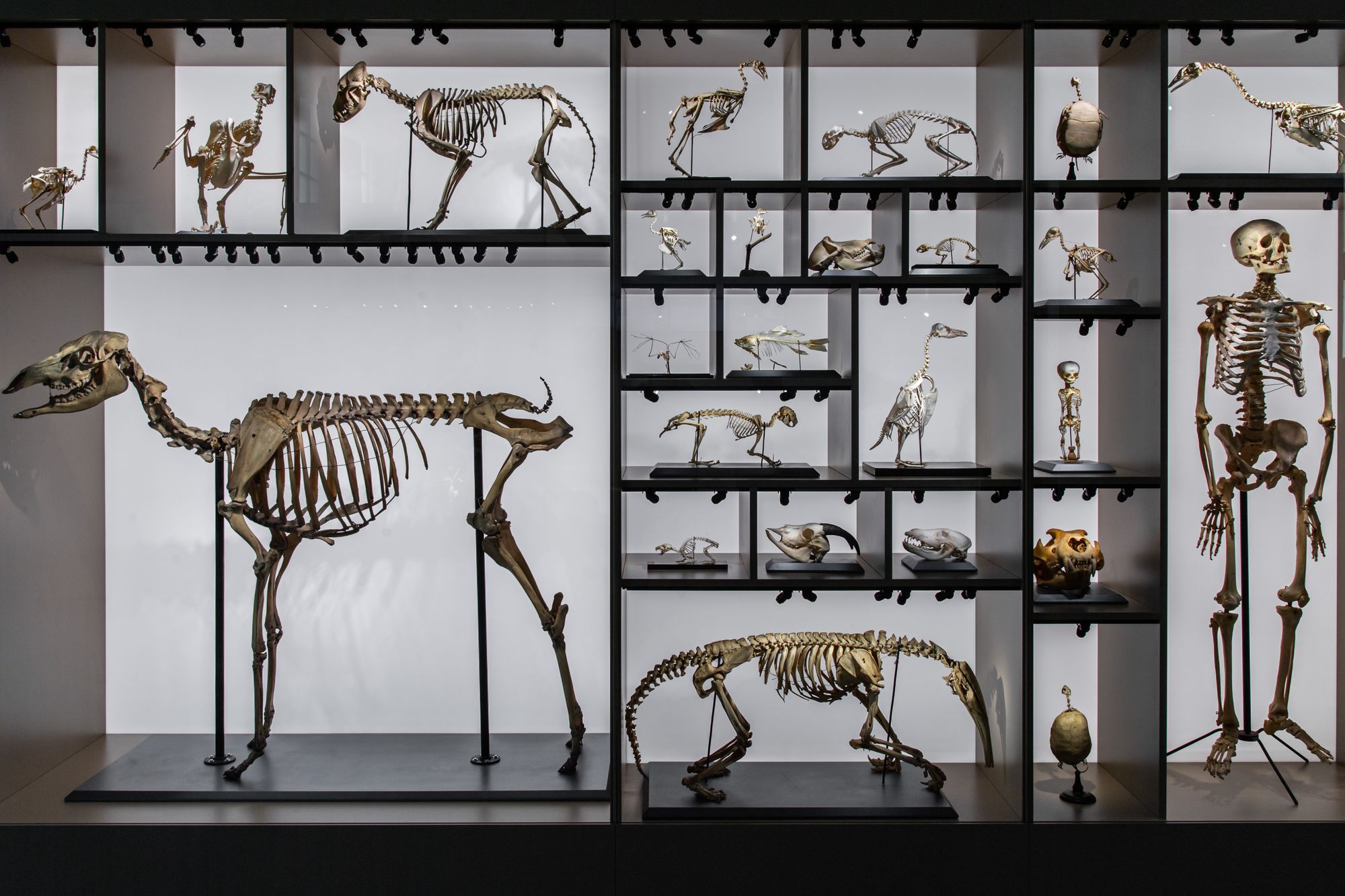 El dodo no era tonto: su telencéfalo era normal
