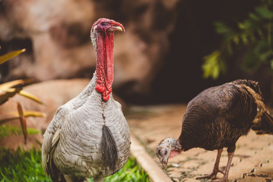 Dos pavos exploran un jardín exuberante, mostrando plumaje vibrante y belleza natural.
