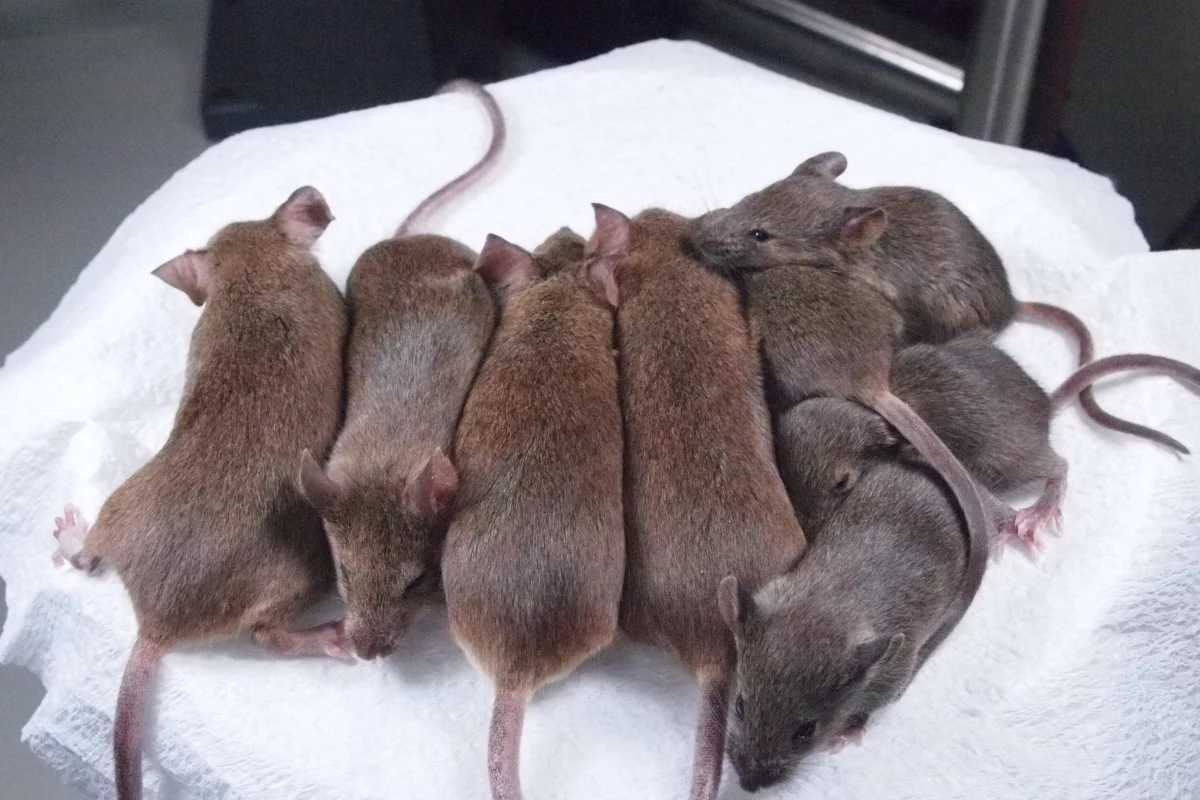 El fin de la clonación infinita: ratones mueren tras 58 generaciones