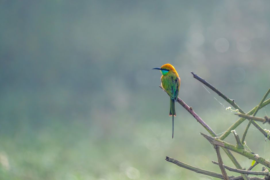 Un pájaro abejaruco de color verde vivo posado con gracia en una rama en Bengaluru, India.