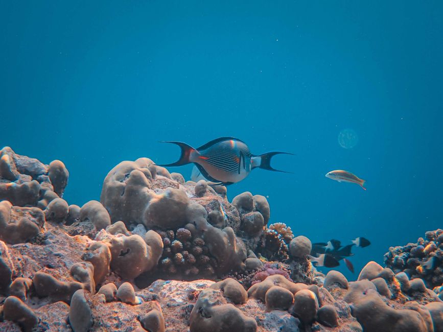 Explora esta cautivadora escena submarina con peces exóticos entre coloridos arrecifes de coral.