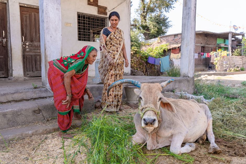 Dos mujeres indias con vestimentas tradicionales junto a una vaca en un entorno rural en Nagpur.
