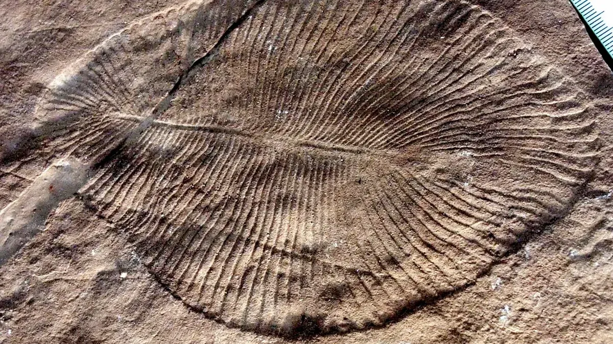 El posible origen animal: 800 a 700 millones de años