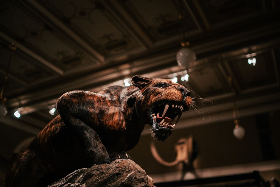 Impresionante ejemplar disecado de un feroz depredador en el interior de un museo de Praga con un elegante techo.
