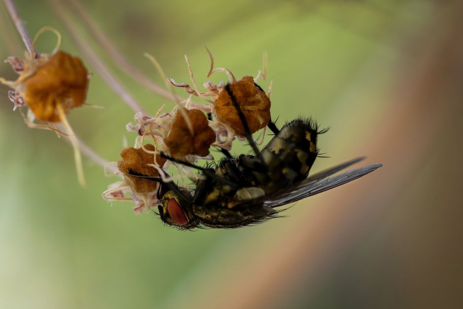Toma macro detallada de una mosca posada sobre flores secas, mostrando la intrincada fauna de la naturaleza.