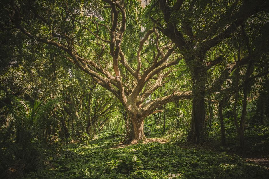 Vista cautivadora de un antiguo árbol extenso en un entorno forestal verde, perfecto para fondos naturales.