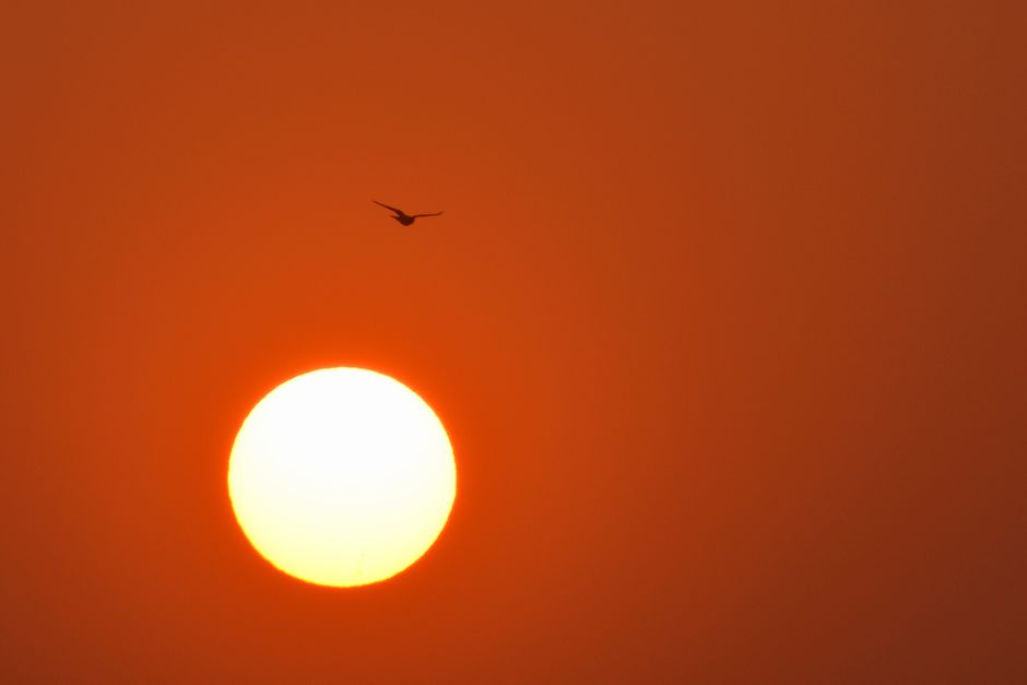 Un amanecer cautivador en Mumbai con una silueta de pájaro contra un cielo dorado.