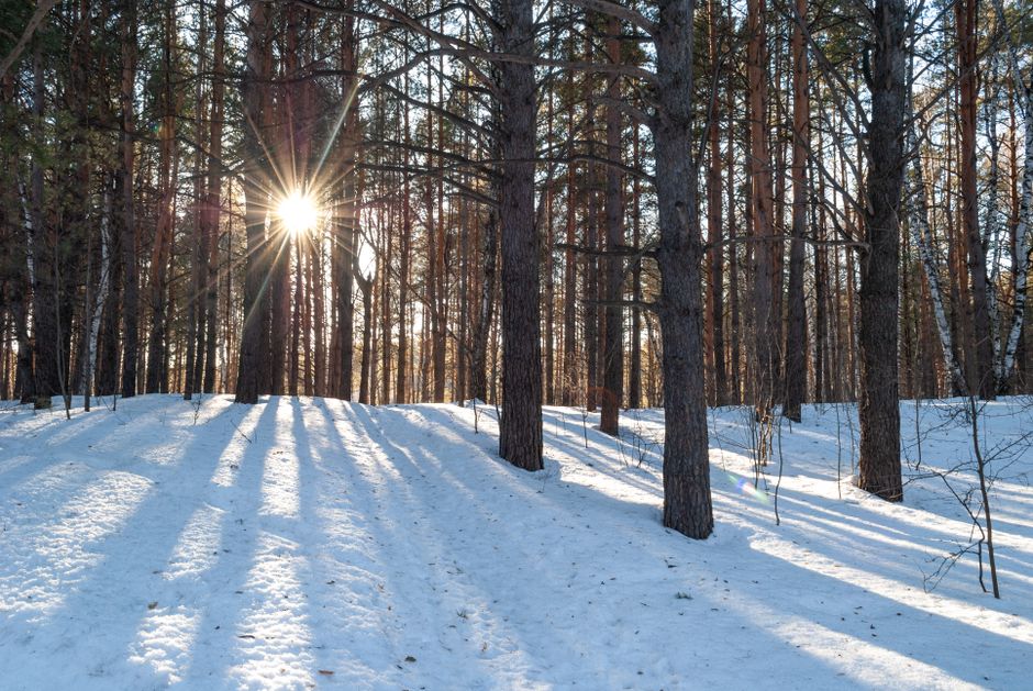 La luz del sol se asoma entre los altos pinos de un bosque nevado, proyectando largas sombras.