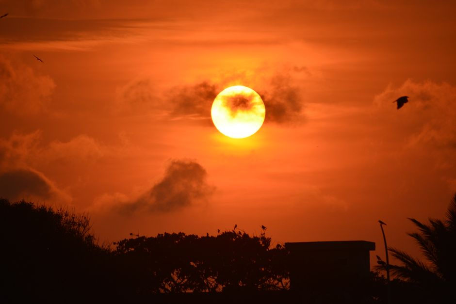 Impresionante puesta de sol con un cielo de color naranja intenso y siluetas de árboles y pájaros.