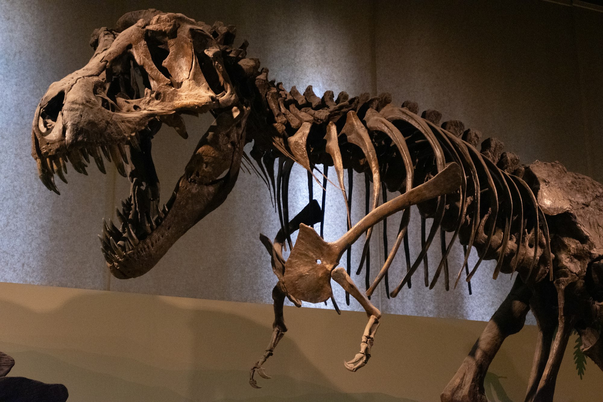 El T. rex ‘Gus’ va a subasta por 30 millones de dólares y enciende la alarma científica