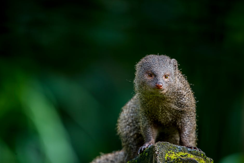 Fotos de stock gratuitas de al aire libre, animal, animal salvaje