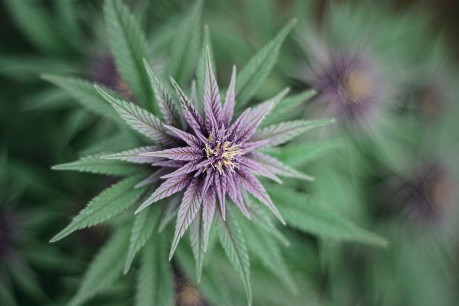 Una toma macro detallada de una vibrante planta de cannabis púrpura que resalta su intrincada estructura floral.