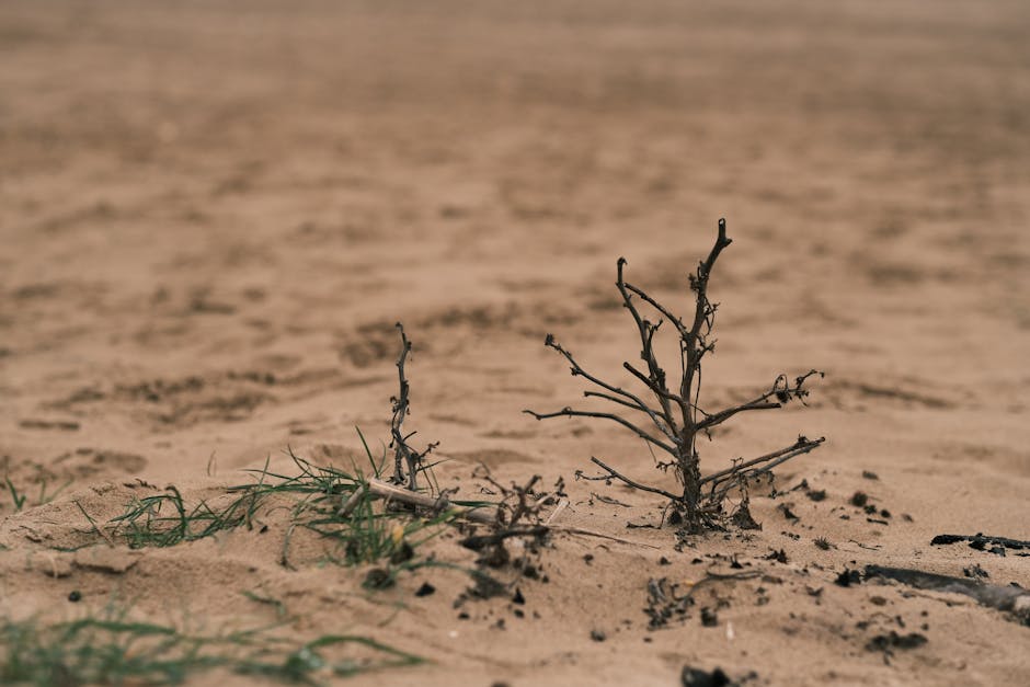 Fotos de stock gratuitas de aislamiento, árbol sin hojas, arena