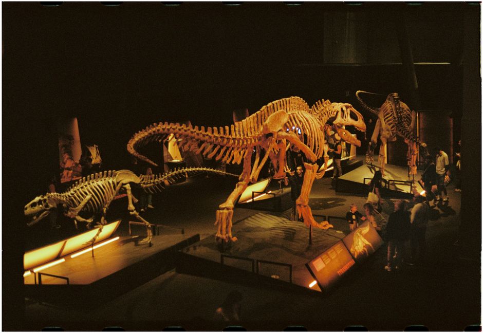 Exhibición cautivadora de esqueletos de dinosaurios en un museo con visitantes explorando la historia paleontológica.
