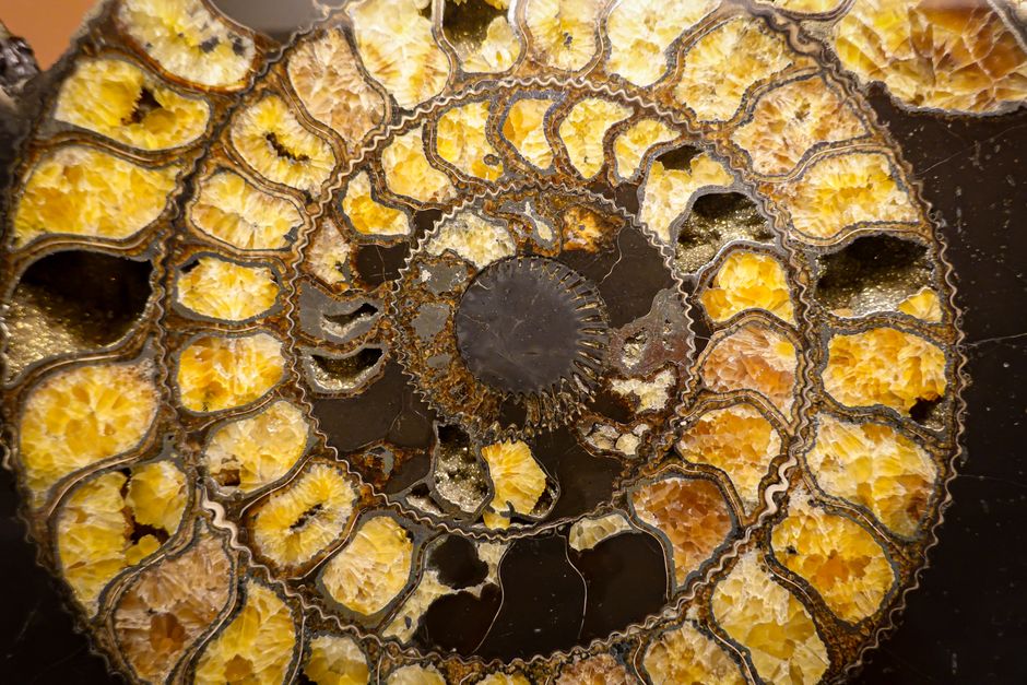 Primer plano de un fósil de amonita que muestra intrincados patrones en espiral y colores vibrantes.