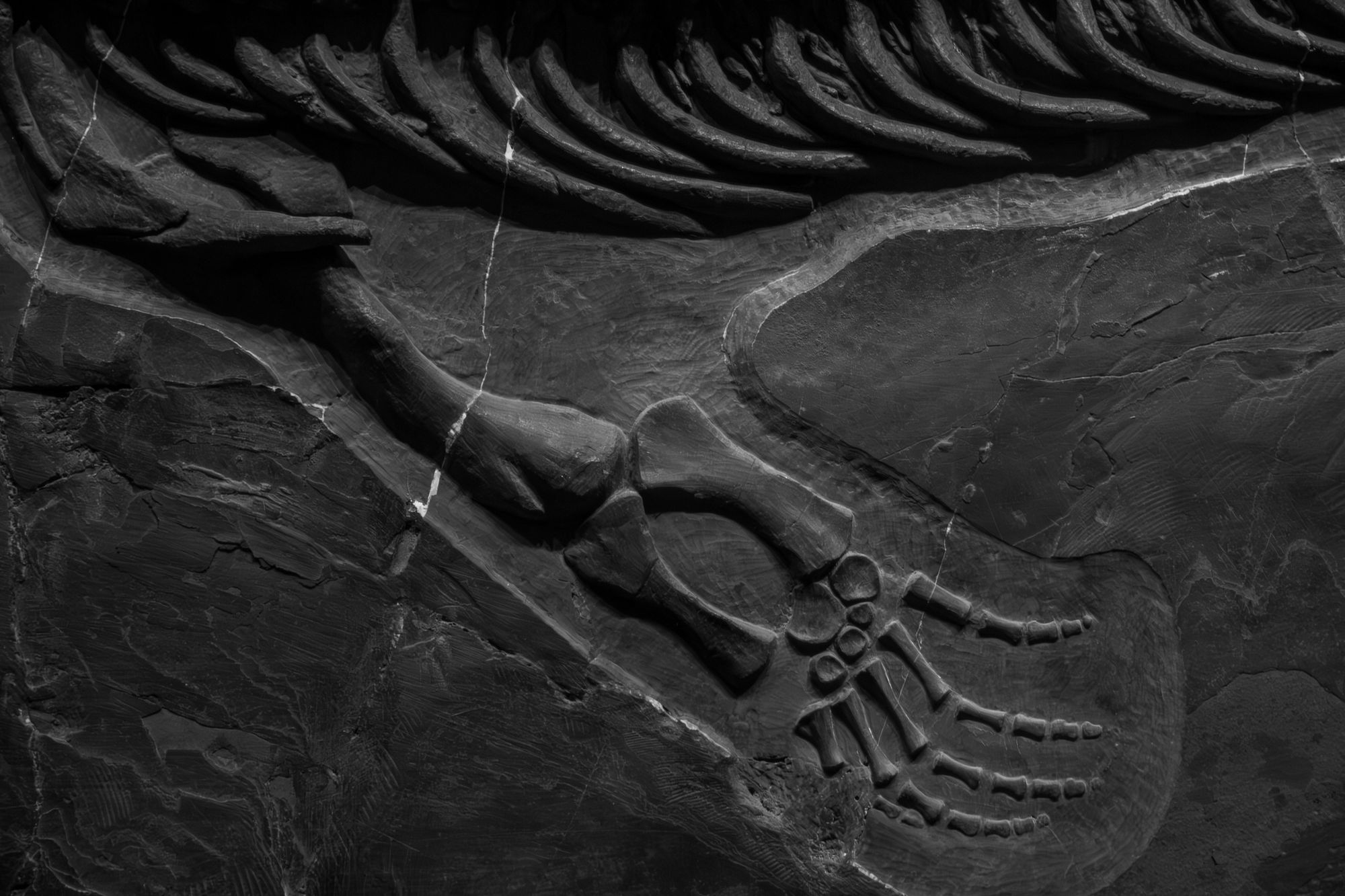 Fósil de 80 millones de años revela vida bajo tierra