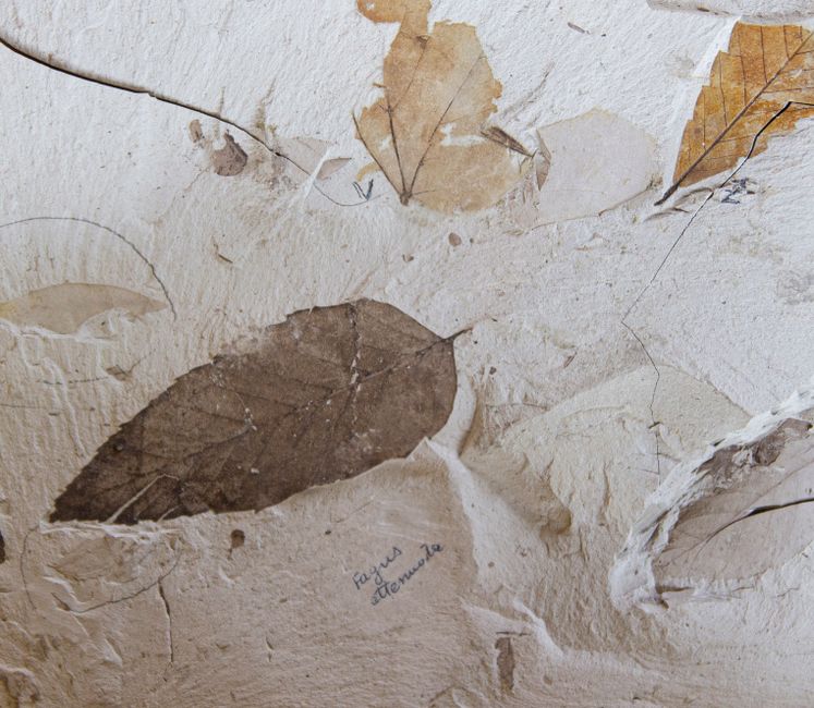 Vista detallada de hojas fossilizadas incrustadas en roca sedimentaria que muestran la antigua historia botánica.
