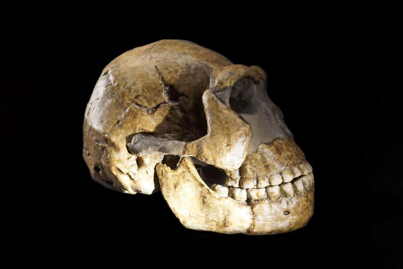 Fósiles de Homo naledi en Sudáfrica son todos femeninos