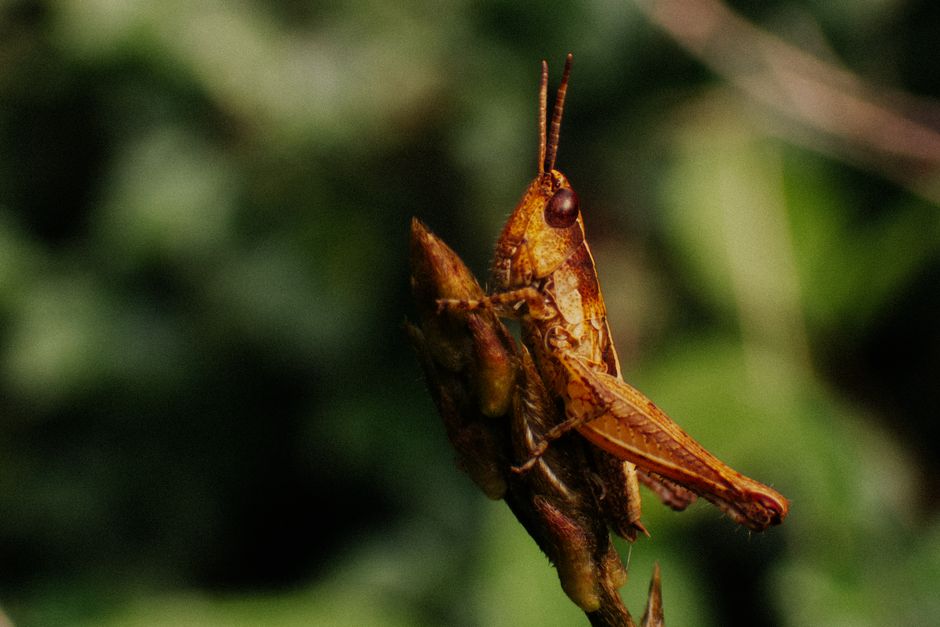 Primer plano detallado de un saltamontes posado sobre una planta en un paisaje nigeriano al aire libre.