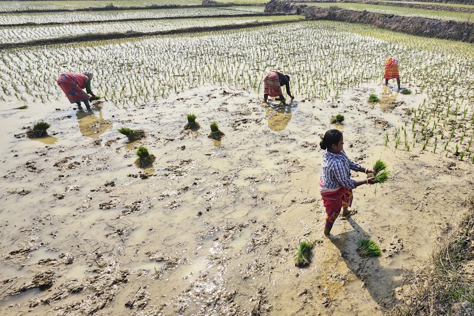 Fotos de stock gratuitas de agricultor, agricultores, agricultura