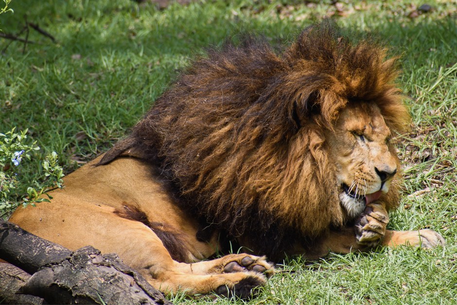 Un majestuoso león disfrutando de un momento de paz sobre la hierba en México.