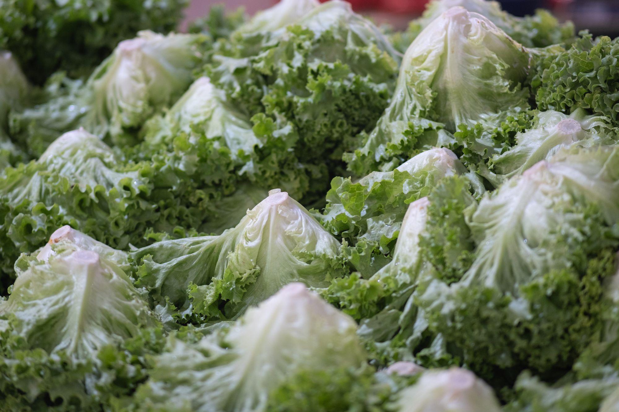 FDA corrige falso positivo pero mantiene alerta en lechuga