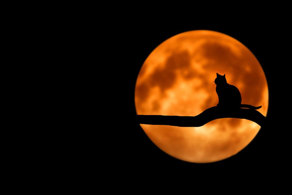 La silueta de un gato sentado en una rama bajo una luna llena resplandeciente, creando una escena nocturna escalofriante.
