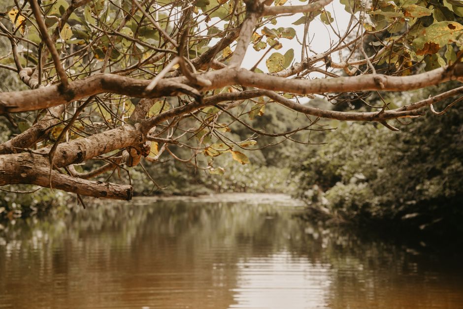 Un paisaje de río otoñal y sereno con ramas que se extienden y reflejos tranquilos en el agua.