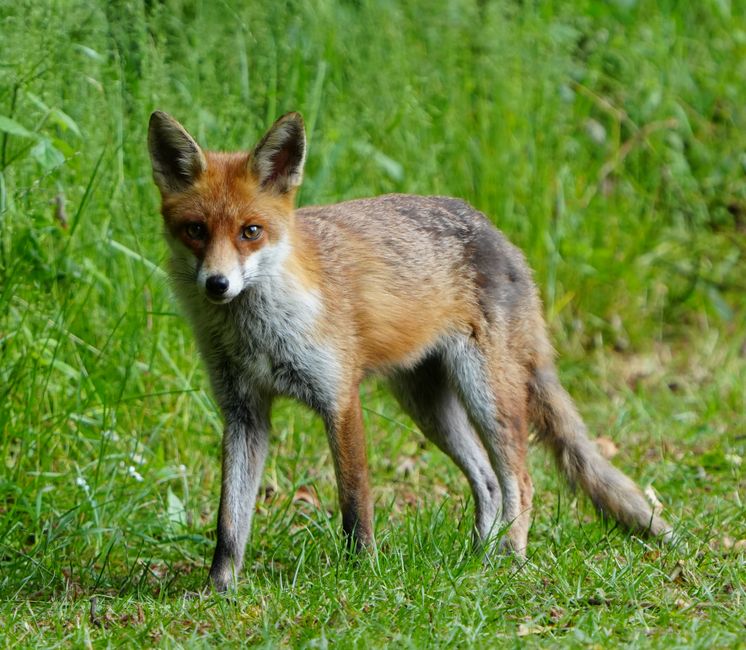 Un zorro rojo de pie sobre un césped verde y exuberante, capturado en Rickmansworth, Inglaterra.