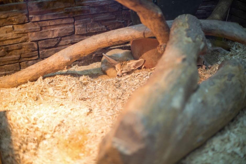 Un lindo zorro fennec durmiendo en una exhibición de zoológico con un entorno natural.