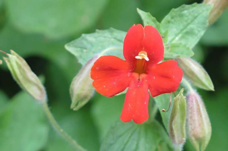 Flor silvestre logra el primer rescate evolutivo natural